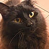 Binx joined the competition — help win amazing prizes! cat, black_cat, fluffy, long_hair, golden_eyes, whiskers, ears, feline, pet, animal, close_up, portrait, indoor, tile_floor, dramatic, curious, alert, fur, face, photography