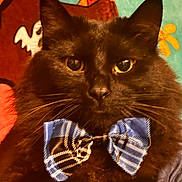 Binx joined the competition — help win amazing prizes! cat, black_cat, fluffy, long_hair, bow_tie, striped_bow_tie, pet, animal, portrait, close_up, face, whiskers, ears, eyes, indoor, colorful_background, fabric, adorable, funny, stationary