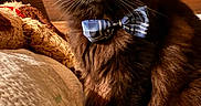Binx is registered to the contest to win money with this photo: animal, black_cat, blanket, bow_tie, cat, cozy, cushion, ears, feline, fluffy, indoors, long_hair, pet, plaid, portrait, sitting, warm_lighting, whiskers, wood, yellow_eyes