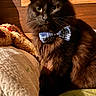animal, black_cat, blanket, bow_tie, cat, cozy, cushion, ears, feline, fluffy, indoors, long_hair, pet, plaid, portrait, sitting, warm_lighting, whiskers, wood, yellow_eyes