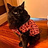 Binx joined the competition — help win amazing prizes! cat, black_cat, fluffy, longhaired, pet, animal, ladybug_costume, pink_clothing, costume, outfit, collar, whiskers, yellow_eyes, sitting, indoor, wooden_floor, home, portrait, adorable, fashionable