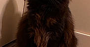 Binx joined the competition — help win amazing prizes! cat, black_cat, fluffy, long_hair, feline, pet, sitting, indoors, hallway, tile_floor, door, portrait, whiskers, ears, eyes, tail, fur, dark_coat, animal, home