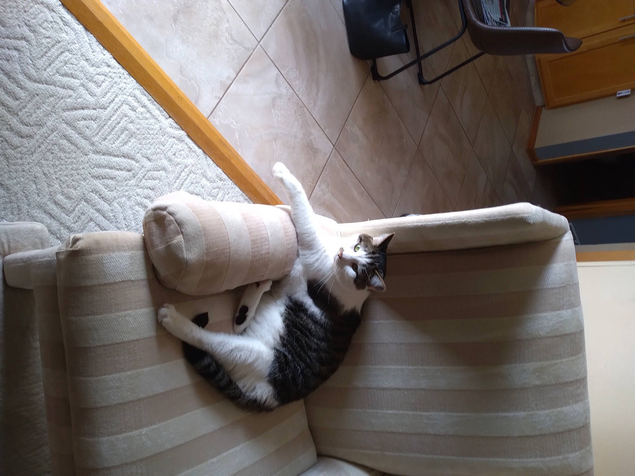 Dante joined the competition — help win amazing prizes! carnivore, cat, cat_supply, comfort, companion_dog, couch, fawn, felidae, floor, flooring, fur, hardwood, human_leg, linens, pet_supply, room, small_to_medium_sized_cats, tail, whiskers, wood