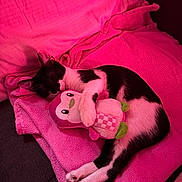 Mocha is registered to the contest to win money with this photo: cat, black_and_white_cat, sleeping_cat, plush_toy, penguin_toy, blanket, pink_light, cozy, indoor, pet, nap, couch, soft_texture, resting, cute, animal, fur, domestic_cat, relaxation, comfort