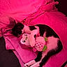 cat, black_and_white_cat, sleeping_cat, plush_toy, penguin_toy, blanket, pink_light, cozy, indoor, pet, nap, couch, soft_texture, resting, cute, animal, fur, domestic_cat, relaxation, comfort