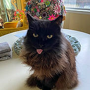 Birdie joined the competition — help win amazing prizes! cat, black_cat, fluffy, tongue_out, table, indoor, decor, flower_arrangement, colorful, window, natural_light, cozy, furniture, ornate, soft_toys, towel, pet, animal, cute, sitting