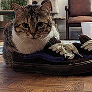 O'Bergine a rejoint le concours — aidez-le/la à gagner de superbes lots ! cat, tabby_cat, sneaker, shoe, shoelaces, parquet_floor, wood_floor, cat_tree, houseplant, armchair, window, rug, cat_face, whiskers, fur, indoor, close_up, portrait, pet, cozy