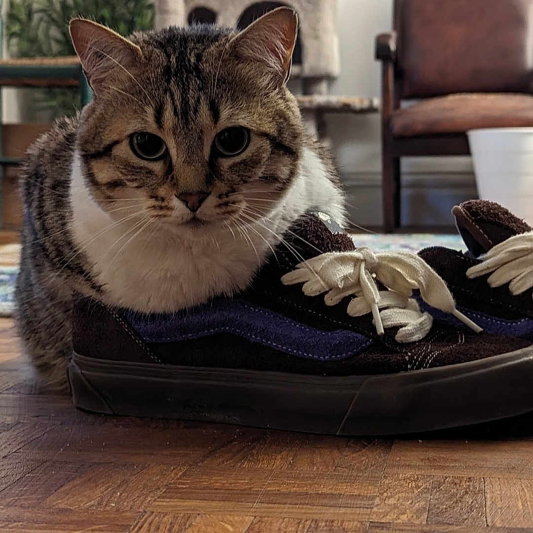 O'Bergine a rejoint le concours — aidez-le/la à gagner de superbes lots ! armchair, cat, cat_face, cat_tree, close_up, cozy, fur, houseplant, indoor, parquet_floor, pet, portrait, rug, shoe, shoelaces, sneaker, tabby_cat, whiskers, window, wood_floor