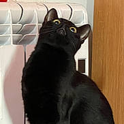 Hallow joined the competition — help win amazing prizes! black_cat, cat, pet, animal, indoor, radiator, wooden_door, curious, fur, yellow_eyes, looking_up, feline, domestic_cat, alert, sitting, household, mammal, whiskers, ears, close_up