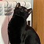 black_cat, cat, pet, animal, indoor, radiator, wooden_door, curious, fur, yellow_eyes, looking_up, feline, domestic_cat, alert, sitting, household, mammal, whiskers, ears, close_up
