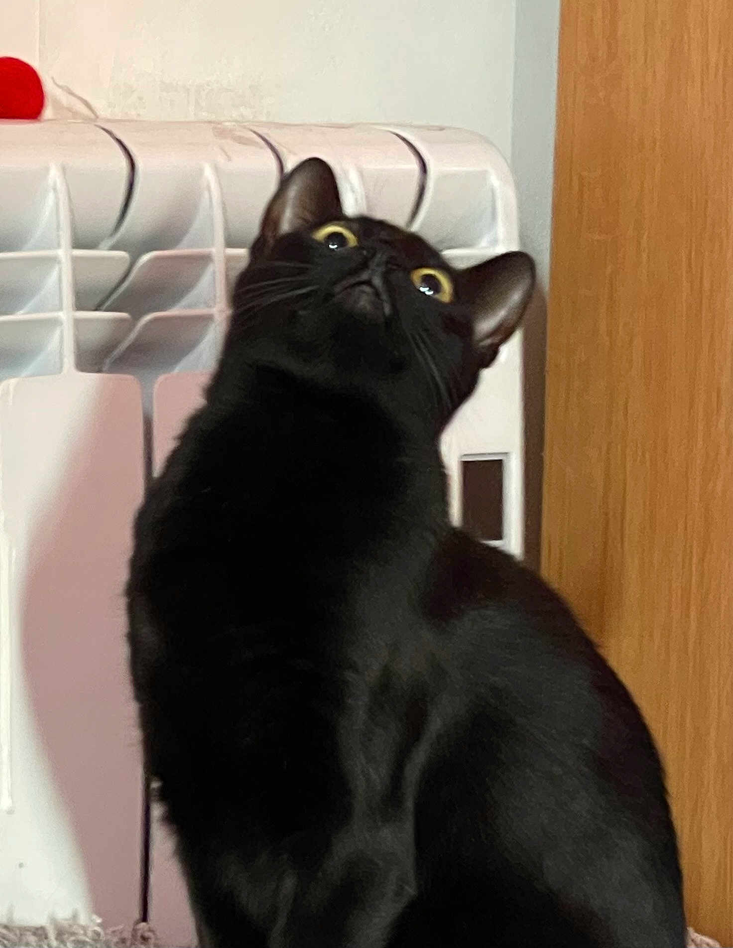 Hallow joined the competition — help win amazing prizes! black_cat, cat, pet, animal, indoor, radiator, wooden_door, curious, fur, yellow_eyes, looking_up, feline, domestic_cat, alert, sitting, household, mammal, whiskers, ears, close_up