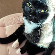 Noe is registered to the contest to win money with this photo: cat, black_and_white, whiskers, paws, feline, pet, indoor, cushion, soft, sunlight, relaxed, close_up, fur, animal, mammal, cute, domestic, resting, chair, curious