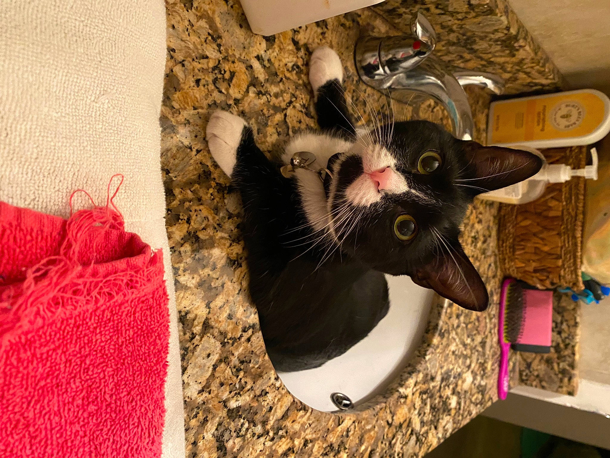 Tux joined the competition — help win amazing prizes! carmine, carnivore, cat, domestic_short_haired_cat, fashion_accessory, fawn, felidae, fur, linens, pattern, pet_supply, room, small_to_medium_sized_cats, tail, visual_arts, whiskers, wood, wool, woolen, woven_fabric