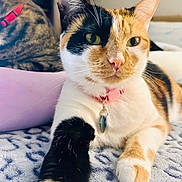 Capri is registered to the contest to win money with this photo: cat, calico_cat, pet, animal, feline, collar, tag, paw, relaxed, indoor, blanket, pattern, closeup, focus, fur, whiskers, cute, domestic, two_cats, stretching