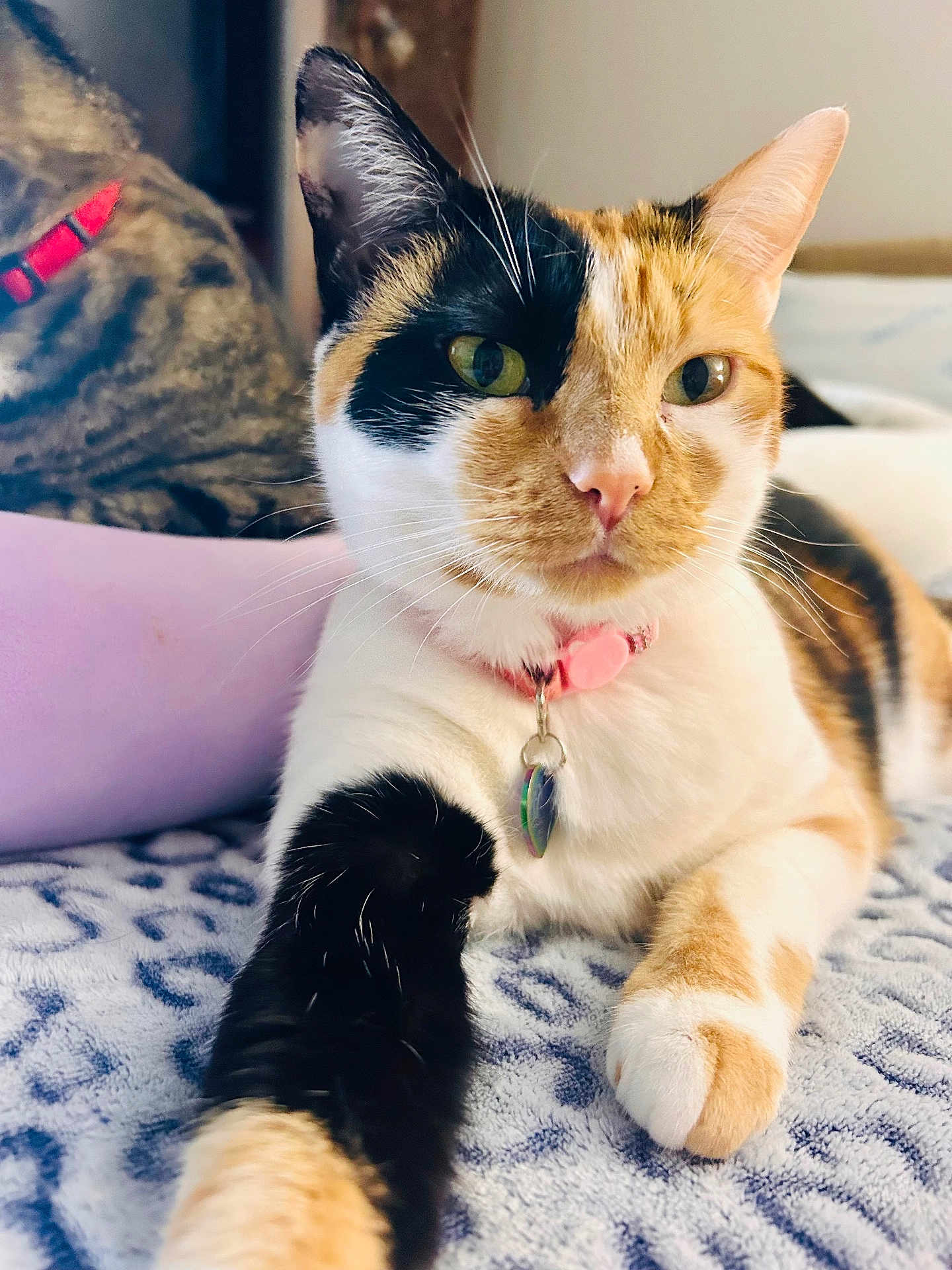 Capri is registered to the contest to win money with this photo: cat, calico_cat, pet, animal, feline, collar, tag, paw, relaxed, indoor, blanket, pattern, closeup, focus, fur, whiskers, cute, domestic, two_cats, stretching