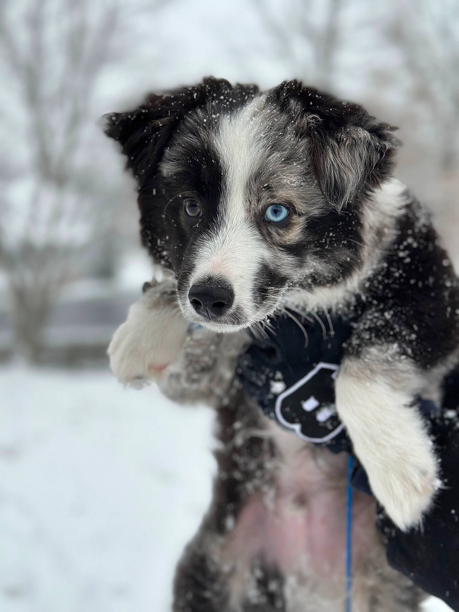 Merlin joined the competition — help win amazing prizes! australian_shepherd, canidae, carnivore, companion_dog, dog, dog_breed, freezing, fur, herding_dog, precipitation, snout, snow, sporting_group, terrestrial_animal, toy_dog, whiskers, winter, working_animal, working_dog
