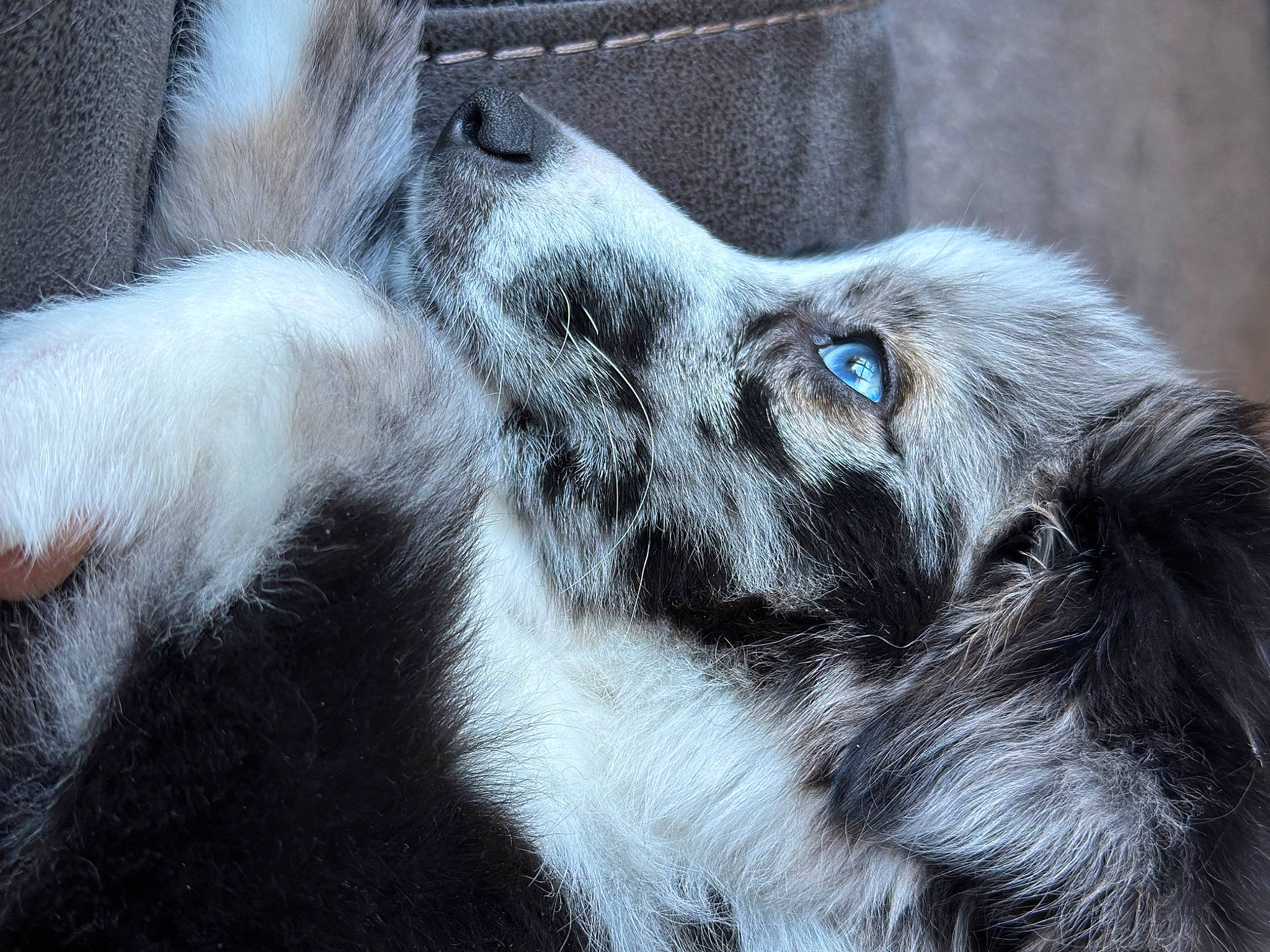 Merlin is registered to the contest to win money with this photo: ancient_dog_breeds, canidae, carnivore, close_up, companion_dog, dog, dog_breed, ear, eye, fur, head, snout, sporting_group, street_dog, terrestrial_animal, whiskers, wildlife, window, working_animal, working_dog