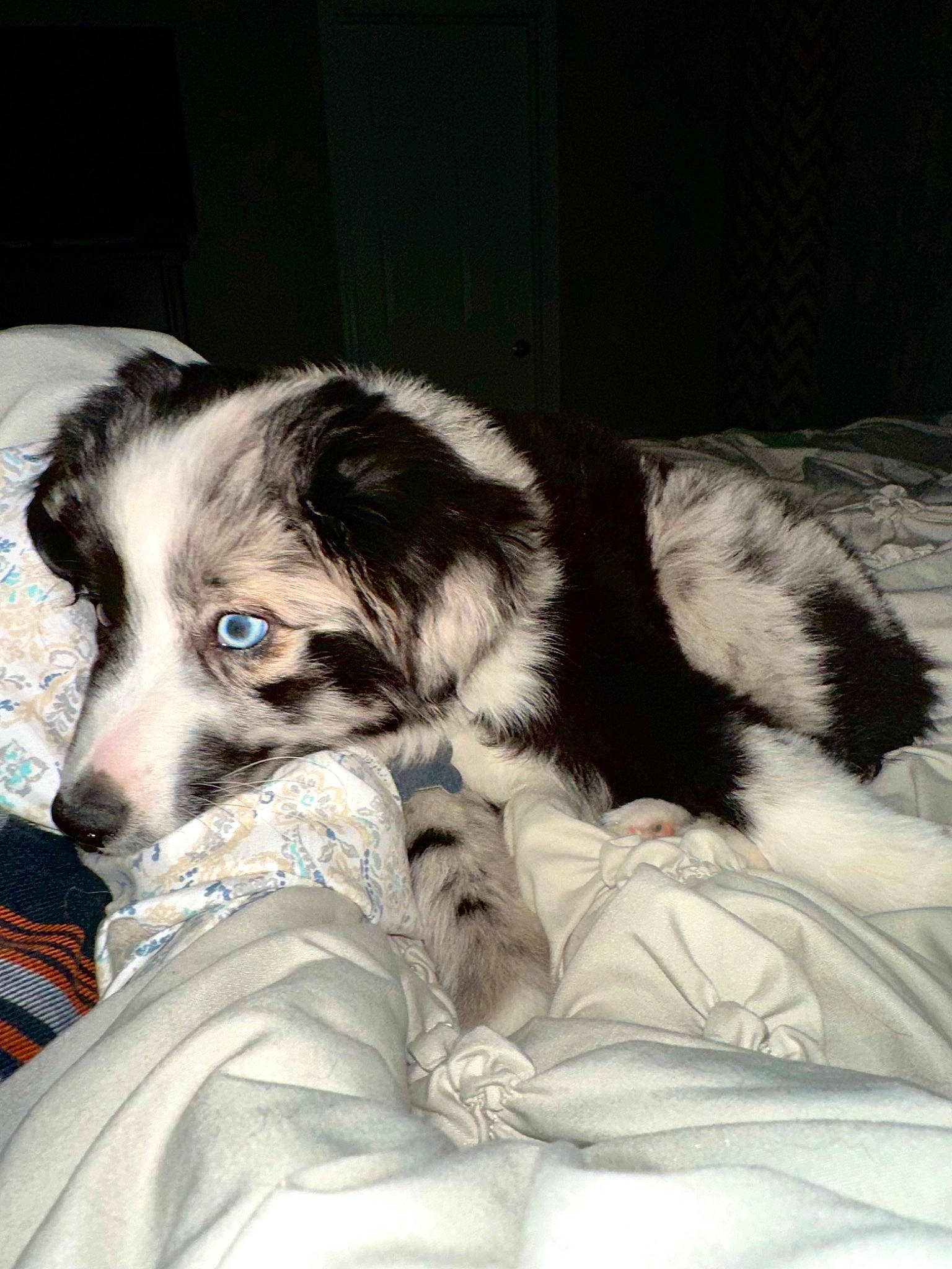 Merlin joined the competition — help win amazing prizes! bored, canidae, carnivore, comfort, companion_dog, dog, dog_breed, fur, nap, sleep, snout, sporting_group, terrestrial_animal, whiskers, working_animal