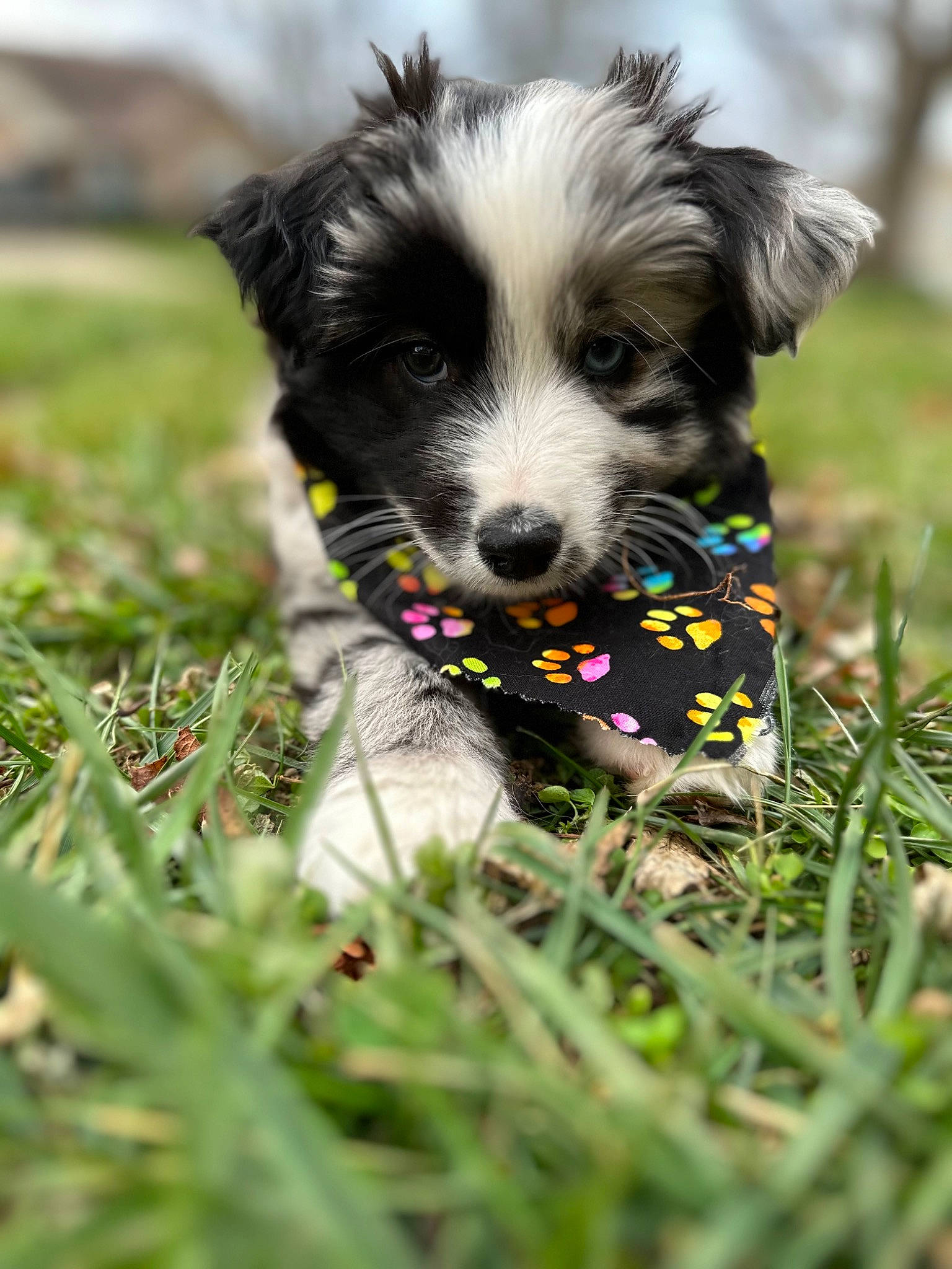 Merlin joined the competition — help win amazing prizes! canidae, carnivore, companion_dog, dog, dog_breed, dog_supply, fur, grass, herding_dog, papillon, plant, puppy, snout, spaniel, sporting_group, terrier, toy_dog, tree, whiskers, working_dog