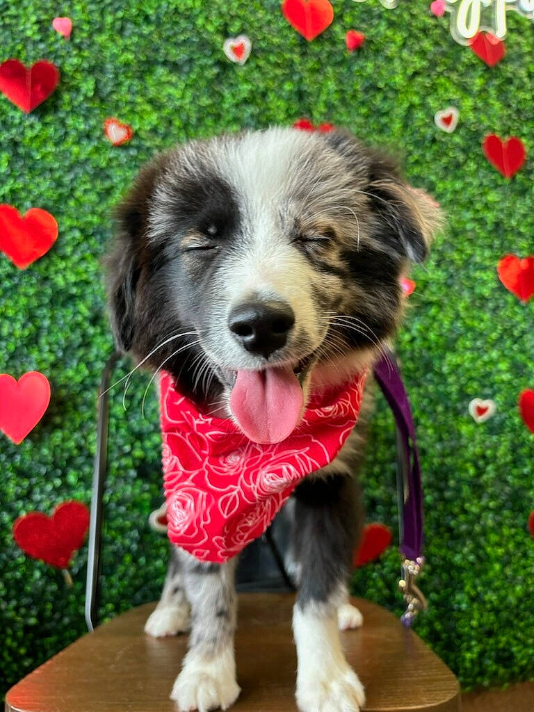 Merlin is registered to the contest to win money with this photo: canidae, carnivore, companion_dog, dog, dog_breed, dog_supply, event, fur, garden, grass, green, groundcover, plant, puppy, snout, spaniel, sporting_group, table, tail, working_dog