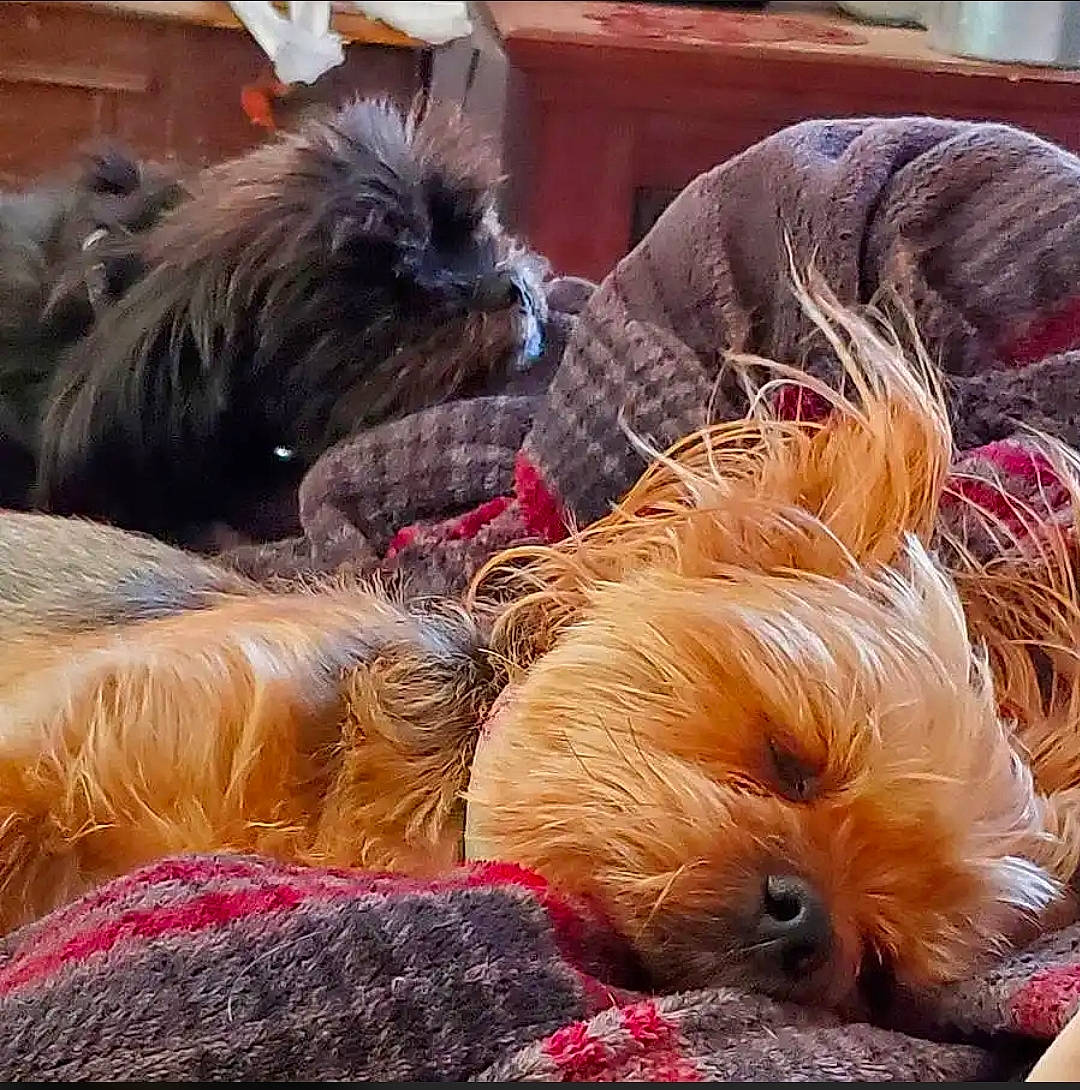 Mylee is registered to the contest to win money with this photo: canidae, carnivore, comfort, companion_dog, dog, dog_bed, dog_breed, dog_clothes, dog_collar, dog_supply, fawn, fur, liver, puppy_love, small_terrier, snout, sporting_group, terrier, toy_dog, working_animal