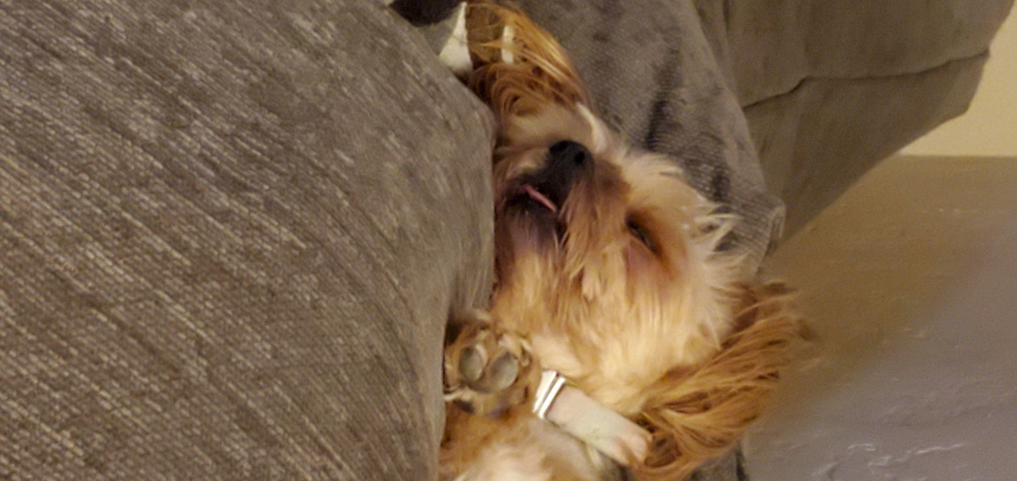 Mylee joined the competition — help win amazing prizes! canidae, carnivore, collar, companion_dog, dog, dog_breed, dog_collar, dog_supply, fawn, fur, liver, pet_supply, puppy, small_terrier, sporting_group, terrier, toy_dog, whiskers, wood, working_animal