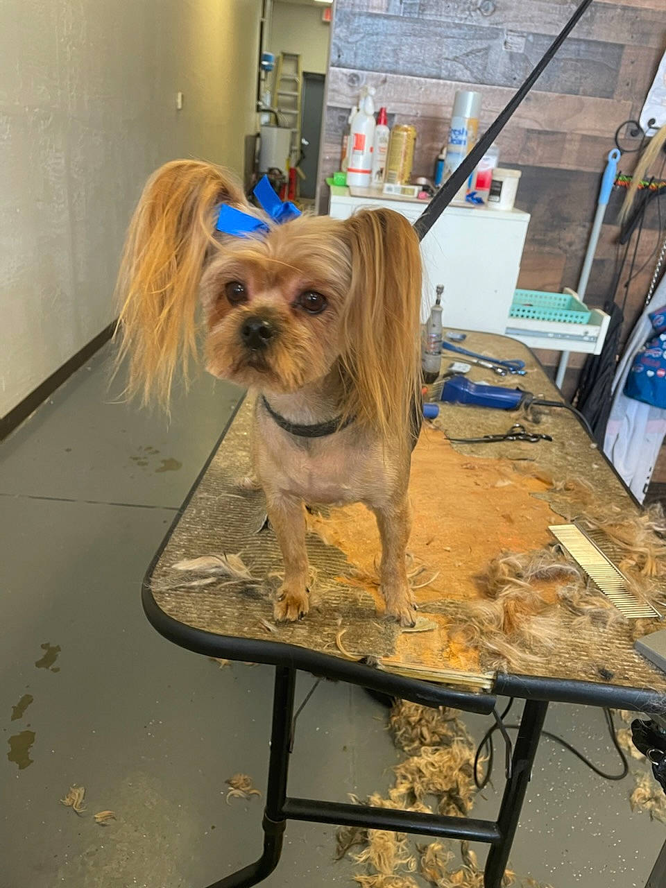 Mylee joined the competition — help win amazing prizes! carnivore, companion_dog, dog, dog_breed, dog_clothes, dog_supply, fawn, floor, flooring, fur, liver, pet_supply, small_terrier, snout, sporting_group, table, terrier, toy_dog, wood, working_animal