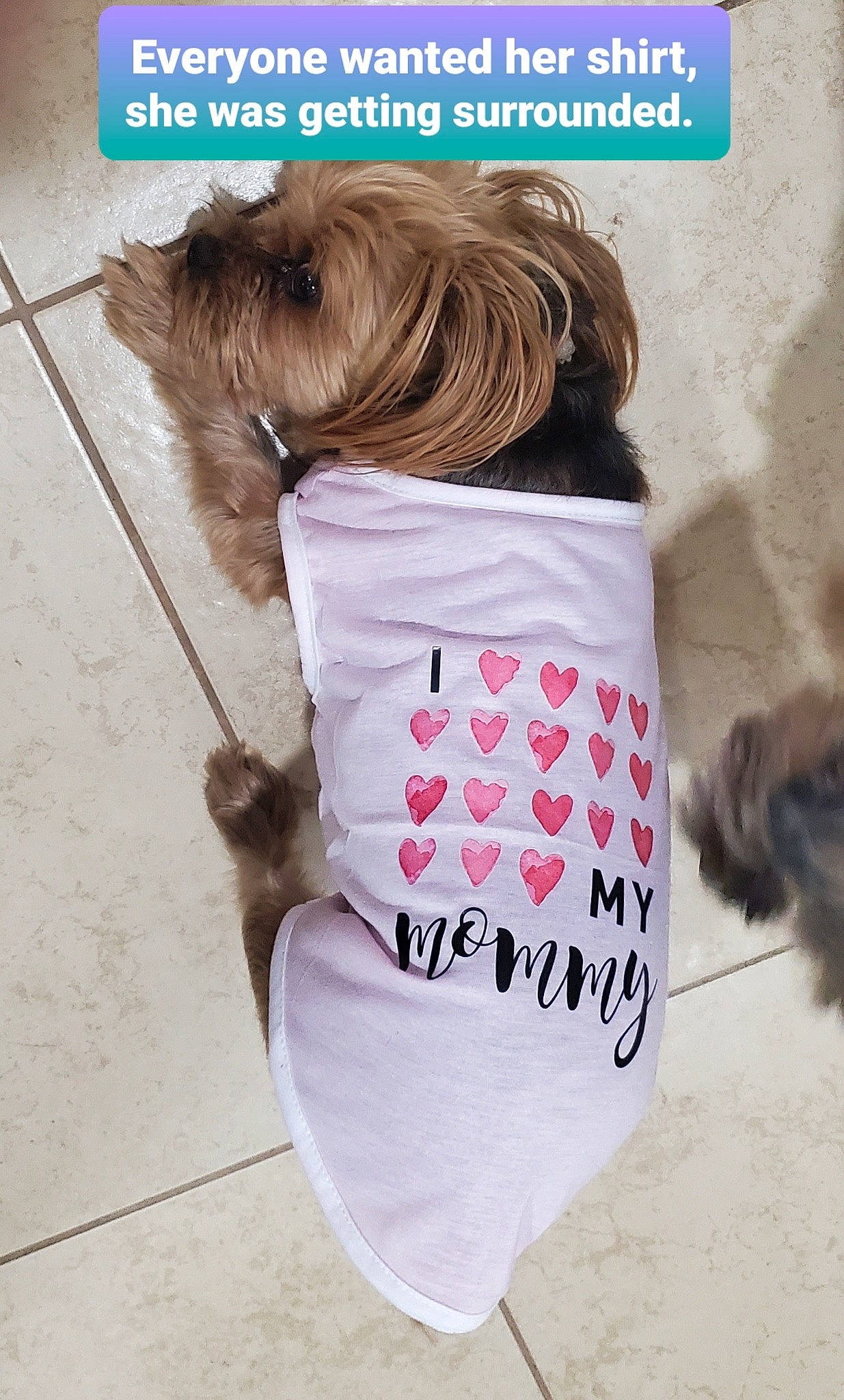 Mylee joined the competition — help win amazing prizes! carnivore, collar, companion_dog, dog, dog_breed, dog_clothes, dog_collar, dog_supply, fawn, font, leash, liver, magenta, pet_supply, pink, sleeve, sporting_group, street_fashion, t_shirt, working_animal