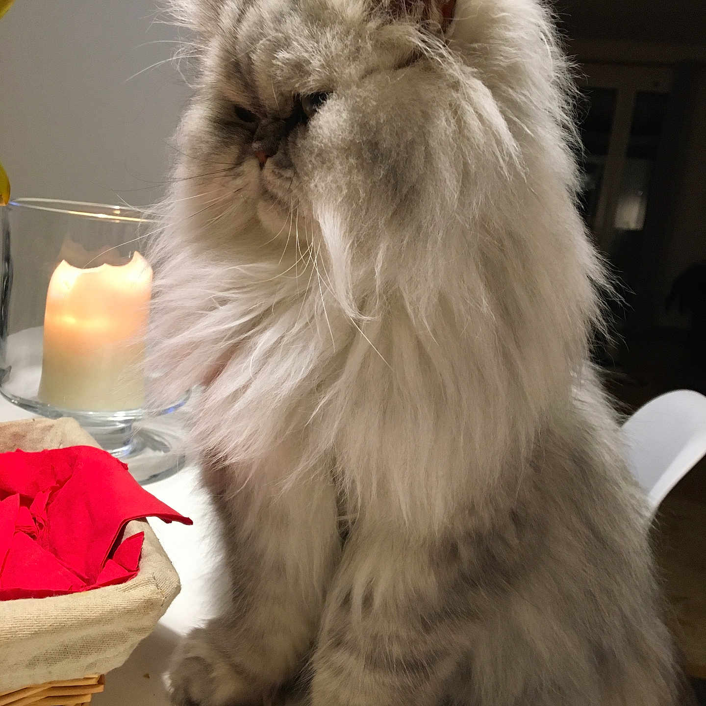 Ragnar participe au concours pour gagner de l'argent avec cette photo : angora, animal, basket, candle, cat, couch, flower, flowerarrangement, flowerbouquet, furniture, hardwood, homedecor, kitten, lamp, linen, manx, pet, plant, siamese, wood