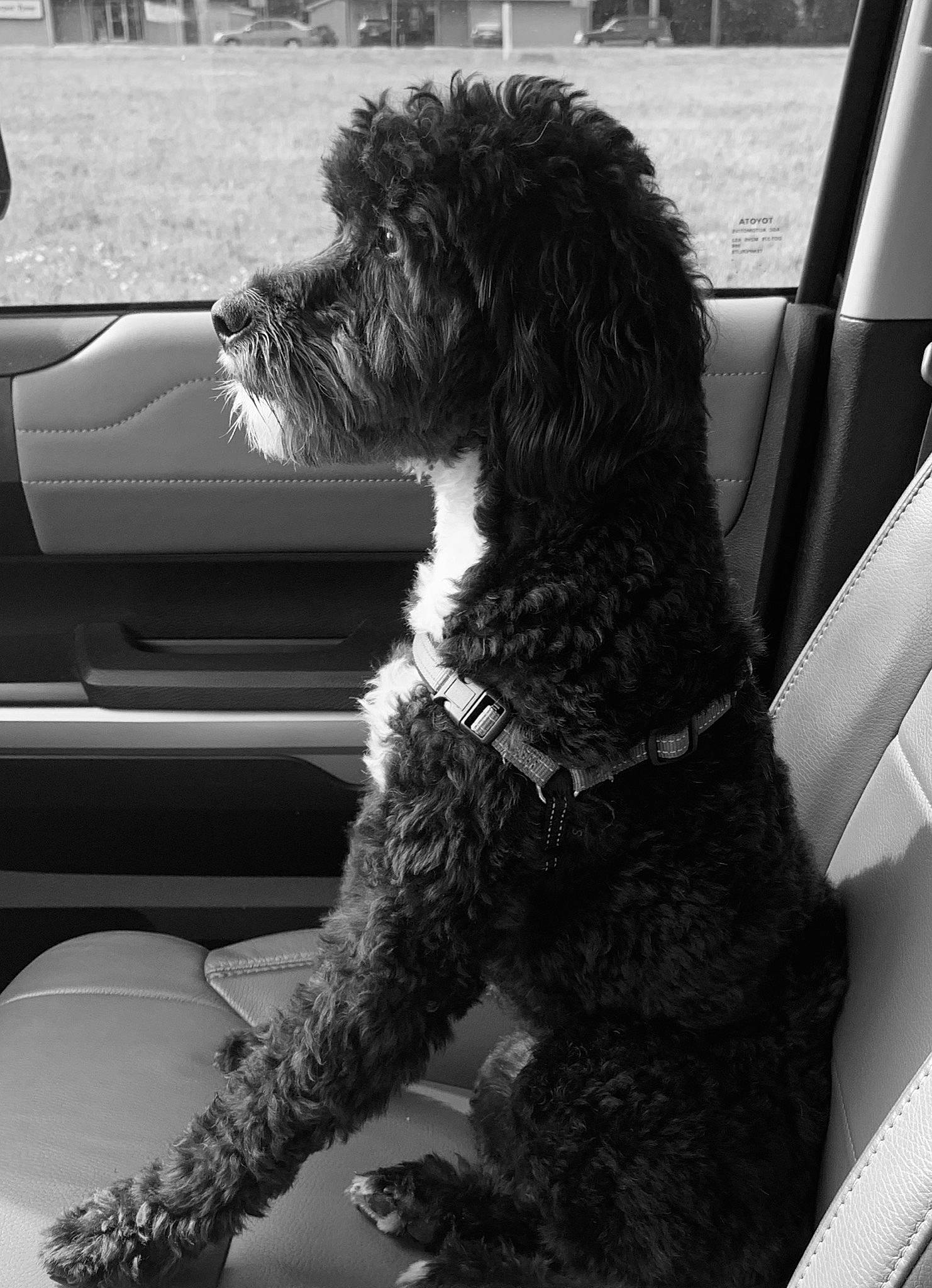 Finn joined the competition — help win amazing prizes! black_and_white, canidae, carnivore, cockapoo, dog, dog_breed, goldendoodle, labradoodle, mammal, miniature_poodle, photography, poodle, poodle_crossbreed, portuguese_water_dog, schnoodle, snout, spanish_water_dog, sporting_group, vertebrate, water_dog