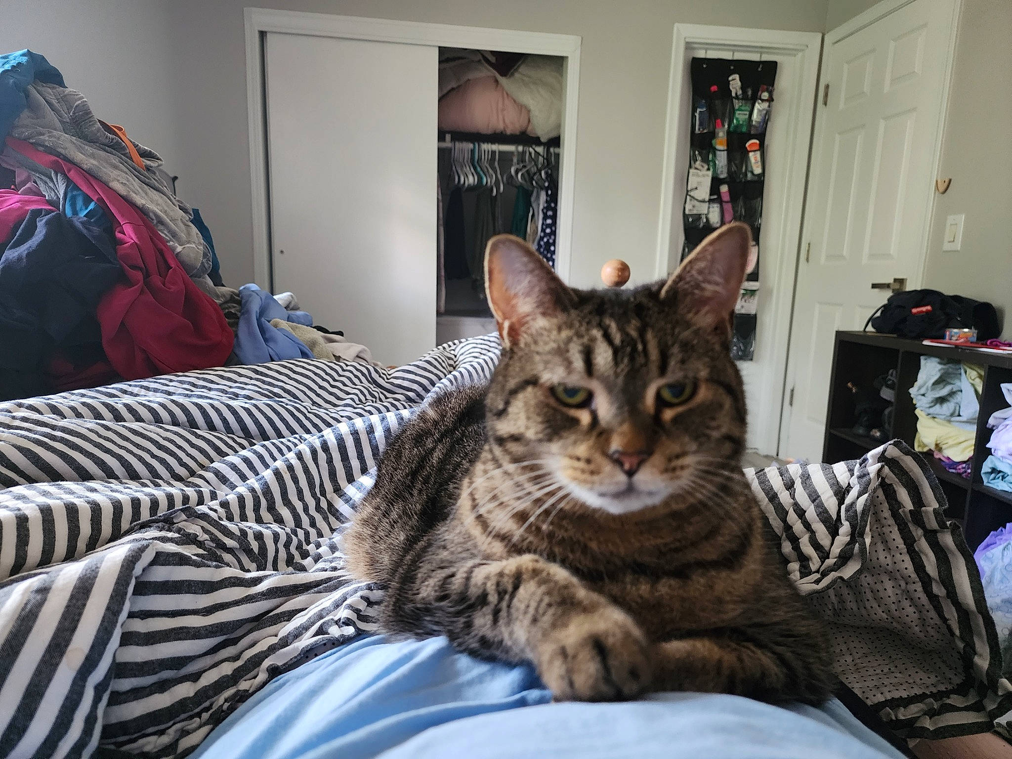 Coconut joined the competition — help win amazing prizes! backpack, bag, bed, bedding, carnivore, cat, comfort, curtain, domestic_short_haired_cat, door, felidae, fur, linens, luggage_and_bags, pattern, picture_frame, room, sitting, small_to_medium_sized_cats, whiskers