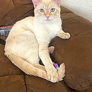 Alex is registered to the contest to win money with this photo: cat, feline, cream_coat, blue_eyes, paw, tail, couch, upholstery, living_room, indoor, pet, looking_at_camera, sitting, reclining, whiskers, ears, toy, pink_paw, fur, relaxed