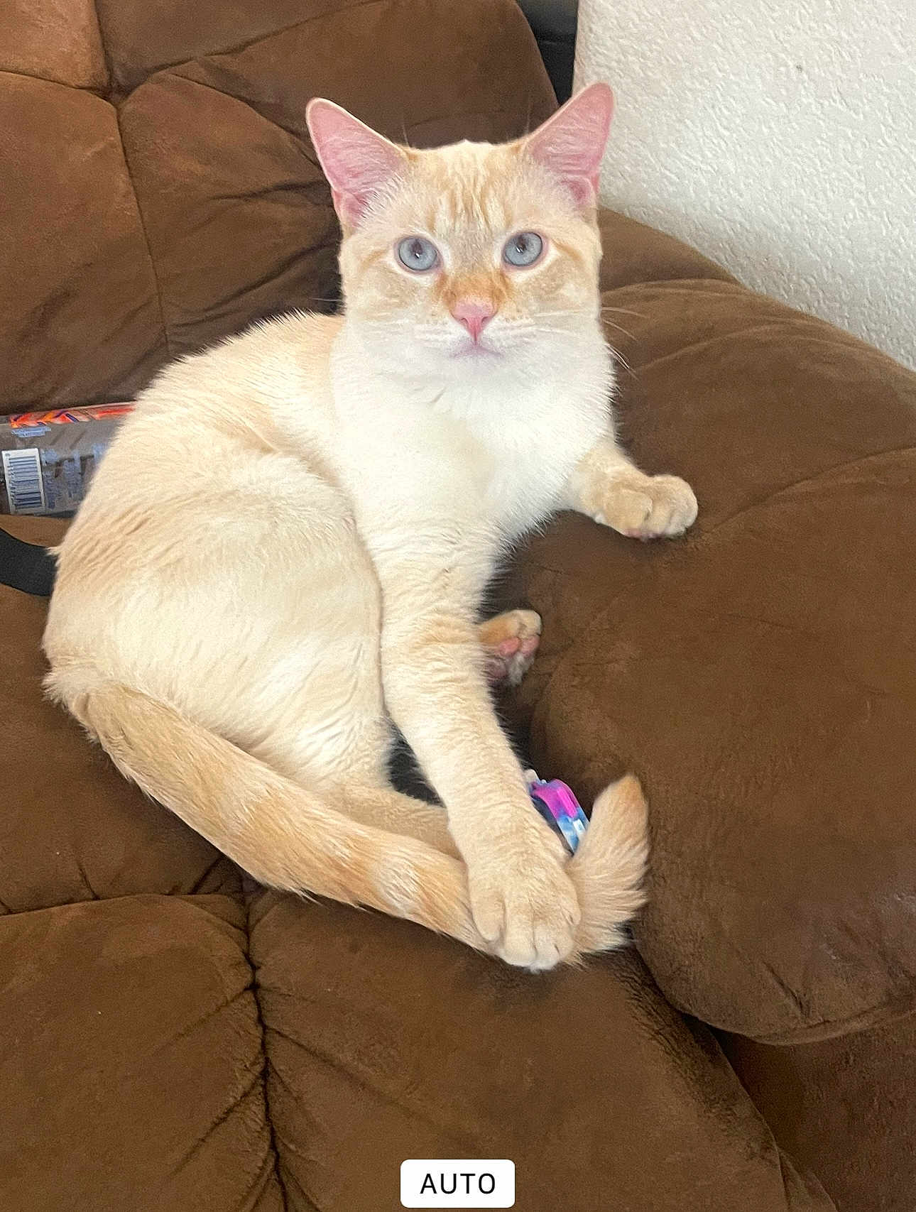 Alex is registered to the contest to win money with this photo: cat, feline, cream_coat, blue_eyes, paw, tail, couch, upholstery, living_room, indoor, pet, looking_at_camera, sitting, reclining, whiskers, ears, toy, pink_paw, fur, relaxed