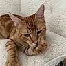 cat, orange_tabby, feline, pet, animal, lying_down, grooming, licking_paw, paw, whiskers, ears, striped_fur, short_hair, cozy, blanket, indoors, close_up, portrait, relaxed, cute