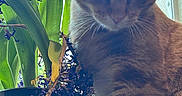 Cinnamon joined the competition — help win amazing prizes! cat, tabby, feline, pet, animal, close_up, portrait, whiskers, fur, striped_fur, ears, eyes, nose, indoors, window, houseplant, potted_plant, leaves, natural_light, windowsill