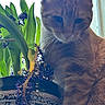 Cinnamon joined the competition — help win amazing prizes! cat, tabby, feline, pet, animal, close_up, portrait, whiskers, fur, striped_fur, ears, eyes, nose, indoors, window, houseplant, potted_plant, leaves, natural_light, windowsill