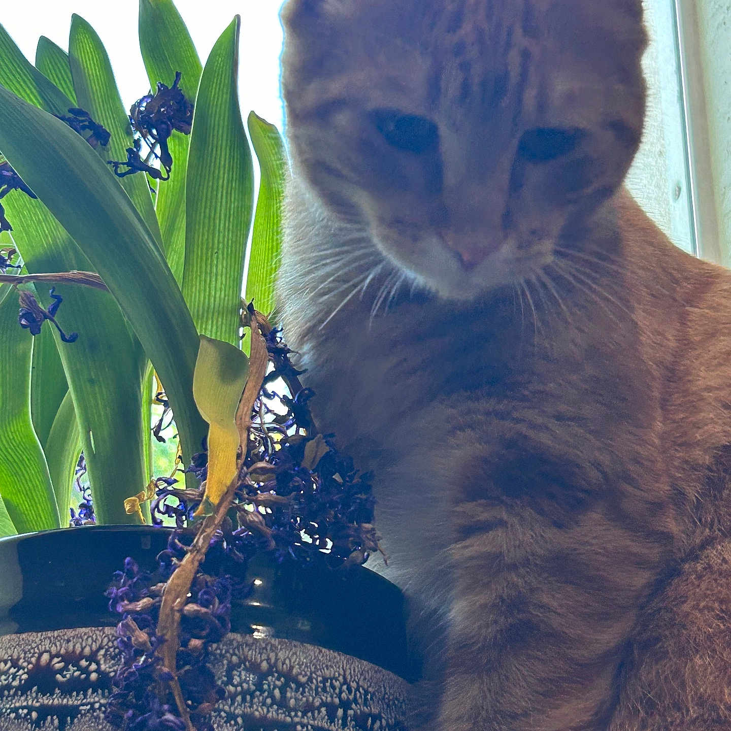 Cinnamon
