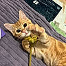cat, kitten, orange_tabby, pet, animal, fur, whiskers, ears, eyes, paw, flower, yellow_flower, lying_down, playful, cute, bed, blanket, quilt, indoor, portrait