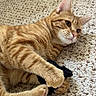 Cinnamon is registered to the contest to win money with this photo: cat, orange_tabby, pet, feline, fur, striped_fur, whiskers, ears, eyes, pink_nose, paw, tail, lying_down, relaxed, playful, plush_toy, carpet, indoor, home, portrait