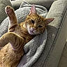 cat, orange_tabby, feline, pet, animal, couch, sofa, blanket, cozy, indoors, relaxed, lying_down, raised_paw, paw, whiskers, ears, striped_fur, close_up, portrait, home