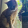 Cinnamon joined the competition — help win amazing prizes! cat, ginger_cat, feline, pet, animal, sitting, windowsill, window, indoor, houseplant, potted_plant, leaves, sunlight, backlit, portrait, whiskers, ears, fur, orange_fur, home