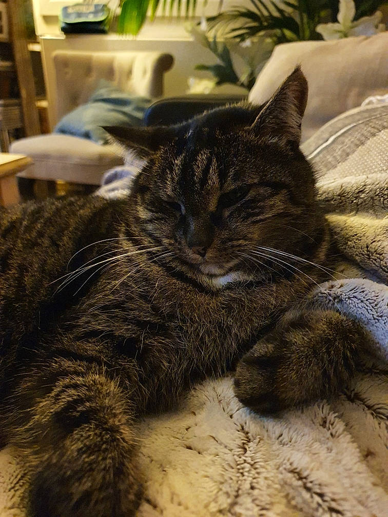 Chipie a rejoint le concours — aidez-le/la à gagner de superbes lots ! carnivore, cat, claw, comfort, domestic_short_haired_cat, felidae, flooring, fur, grey, houseplant, nap, paw, picture_frame, plant, shelf, sleep, small_to_medium_sized_cats, tail, terrestrial_animal, whiskers