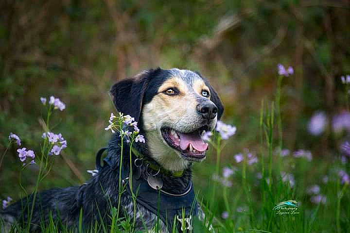 Jax a rejoint le concours — aidez-le/la à gagner de superbes lots ! ball, canidae, carnivore, collar, companion_dog, dog, dog_breed, dog_collar, fawn, flower, grass, gun_dog, leash, plant, snout, sporting_group, whiskers, wildlife, working_animal, working_dog