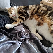 Tempête a rejoint le concours — aidez-le/la à gagner de superbes lots ! cat, tabby, sleeping, paw, blanket, fabric, cushion, cozy, resting, fur, indoor, comfort, relaxed, pet, animal, whiskers, soft, closeup, home, nap