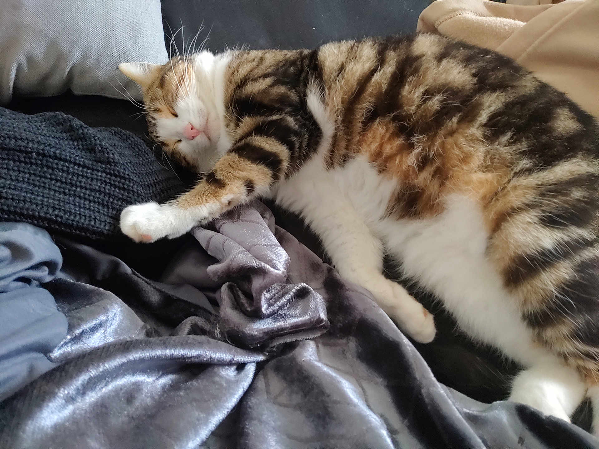 Tempête a rejoint le concours — aidez-le/la à gagner de superbes lots ! cat, tabby, sleeping, paw, blanket, fabric, cushion, cozy, resting, fur, indoor, comfort, relaxed, pet, animal, whiskers, soft, closeup, home, nap