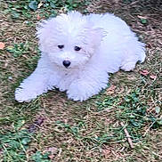Alf participe au concours pour gagner de l'argent avec cette photo : adorable, animal, canine, cute, dog, fluffy, fur, garden, grass, ground, laying, leaf, nature, outdoor, pet, playful, puppy, small, white, young