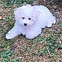 adorable, animal, canine, cute, dog, fluffy, fur, garden, grass, ground, laying, leaf, nature, outdoor, pet, playful, puppy, small, white, young