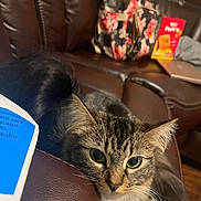 Bella joined the competition — help win amazing prizes! cat, tabby_cat, long_hair, pet, feline, whiskers, green_eyes, leather_couch, living_room, floral_bag, snack_box, laptop, close_up, portrait, cozy, indoor, fur, attentive, reclined, background_blur