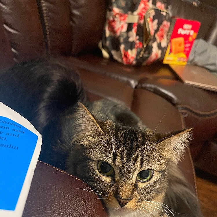 Bella