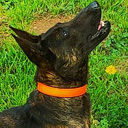 Valka participe au concours pour gagner de l'argent avec cette photo : animal, attentive, brindle_coat, canine, daylight, dog, ears, grass, greenery, ground, looking_up, muzzle, nature, orange_collar, outdoor, paw, pet, portrait, sitting, tongue